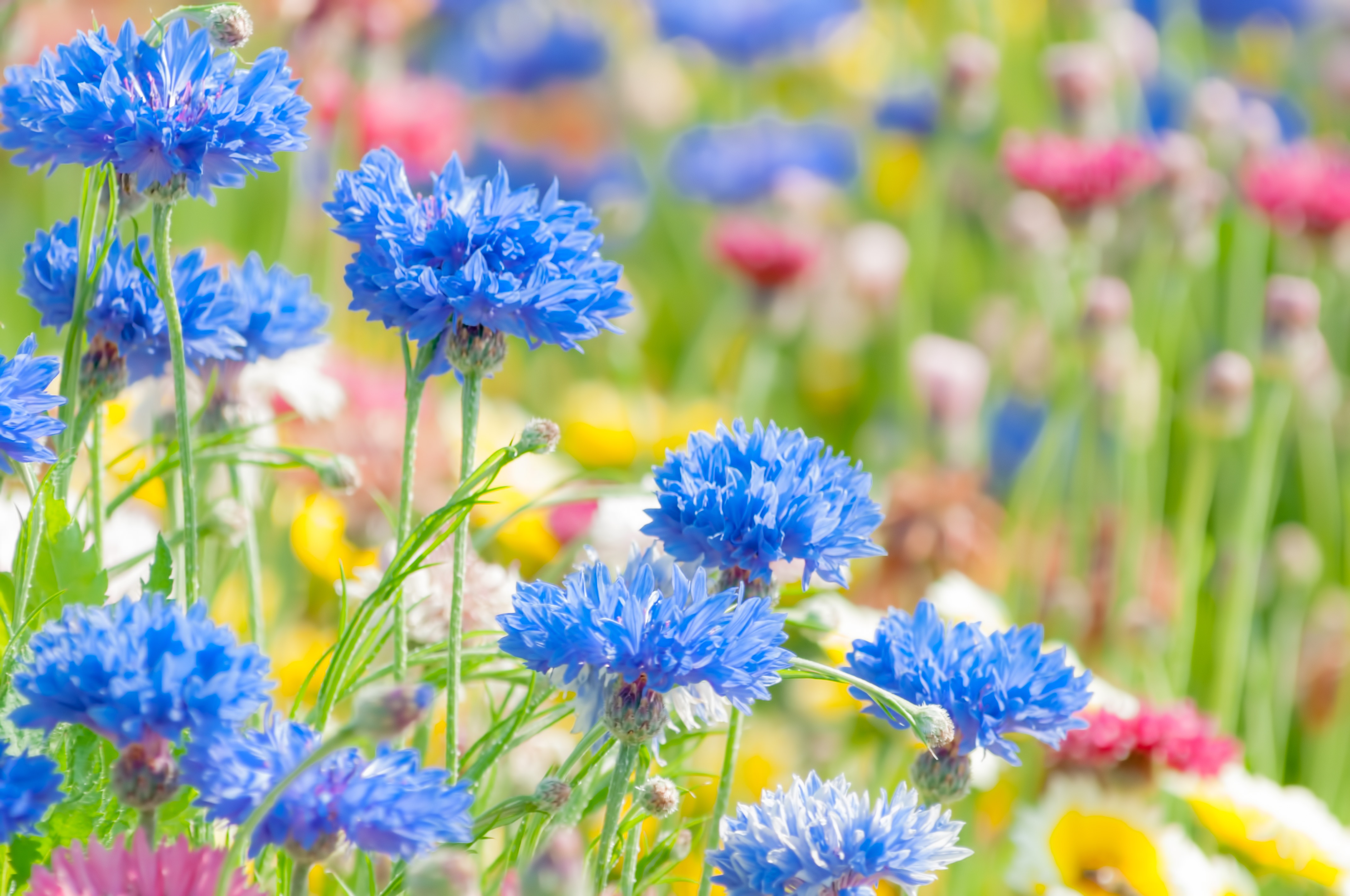 複数の花